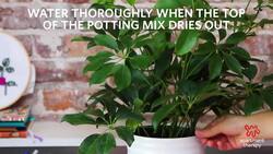 How To Care For Your Umbrella Plant Instructional Video