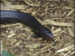 Animales complejos: reptiles Instructional Video