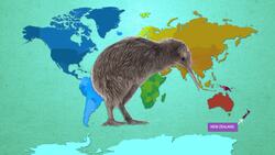 Birds: From Evolution to Migration Instructional Video