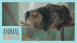 Meet Mimi the Monkey! Instructional Video