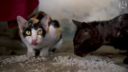 The Battle for Myanmar’s Buddhist spirit Instructional Video