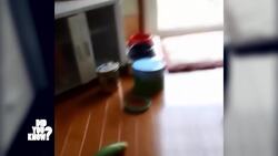 Animal Myths Uncovered: Cucumbers, Frozen Fish, and Painting Elephants Instructional Video