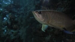 freshwater fish Stock Footage
