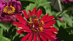 Collecting Pollen Stock Footage