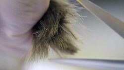 Hair Cut in Barber shop Stock Footage