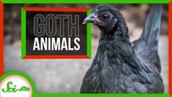6 Delightfully Goth Animals Instructional Video