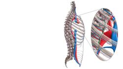 Main veins of the trunk Instructional Video