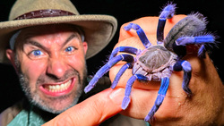 BITTEN by a VENOMOUS Blue Tarantula TWICE! Instructional Video