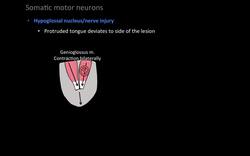 Brainstem. Motor nuclei Instructional Video