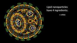 TED: The tiny balls of fat that could revolutionize medicine | Kathryn A. Whitehead Instructional Video