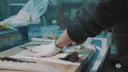 Nohryangjin Fish Market Instructional Video