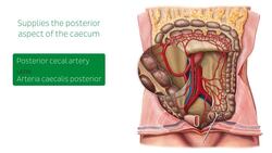 Arteries of the large intestine Instructional Video