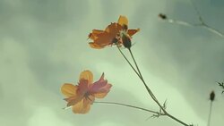 Orange Cosmos flower field with sun flare. - Stock video Stock Footage