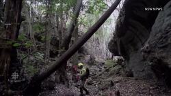 Firefighters work to save dinosaur trees from Australia's fires News Clip