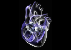 Factpack: Heart Instructional Video
