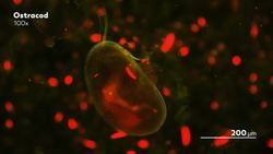 The Tiny Crustacean With the Oldest Penis Instructional Video