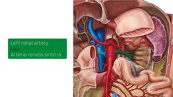 Arteries of the small intestine Instructional Video