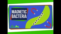 The Bacteria That Make Perfect, Tiny Magnets Instructional Video