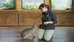 Why Is This Rodent Acting Just Like a Dog Instructional Video