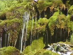 Classifying Plants and Fungi Review Instructional Video