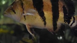 aquatic organisms Stock Footage