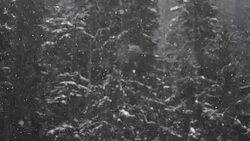 Snow Storm in woodlands - SLOW MOTION Stock Footage