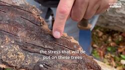 Climate Change toll threatens the sound of music in Swiss and French forests News Clip