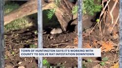 Suffolk County Health officials identify source of Huntington rodent infestation News Clip
