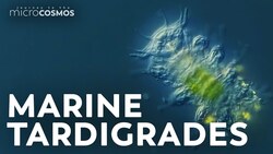 Our Tardigrades Got Stuck in a German Post Office Instructional Video