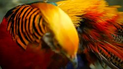 Magnificent elegant male of Chinese Red Golden pheasant, Chrysolophus Pictus outdoors. Dazzling Conspicuous Handsome wild exotic bird with Spectacular Plumage and Colorful tail Feathers in real nature Stock Footage