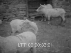 Oovie Presents On The Farm Stock Footage