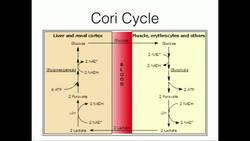 Cori Cycle Lactate Recycling Instructional Video