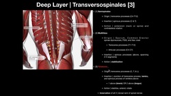 True Back Muscles | The Transversospinales and Segmental Groups Instructional Video