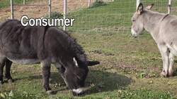 Ecosystems and Food Chains Instructional Video