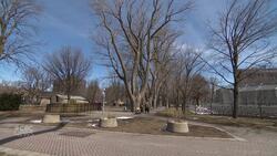 Why Montreal is cutting down some century-old trees in this park News Clip