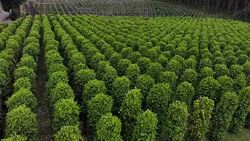 Thailand,Chanthaburi The garden is famous pepper. Pepper plantations of different varieties are found in many places of the Thailand. Black pepper is exported to many countries of the World. Stock Footage