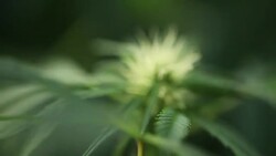blooming medical cannabis plant Stock Footage
