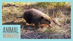 Saying Goodbye To Baby Beaver Instructional Video