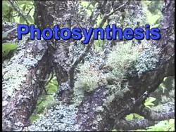 The Importance of Photosynthesis Instructional Video