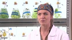 Australia moves to tap into seaweed's potential as 'superfood' News Clip