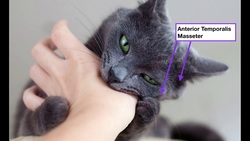 Anatomy | Muscles of Facial Expression [Action, Origin, & Insertion] Instructional Video