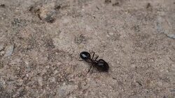 Black House Ant teamwork walking work in the nature Stock Footage