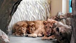 Ukrainians desperate to escape to anywhere that will take them News Clip