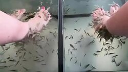 Garra rufa a small species of cyprinid fish Santorini Greece used for spa treatment to feet and skin Stock Footage