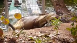 Massive 4.4-metre-long crocodile captured in northern Australia News Clip