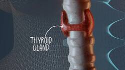 I WONDER - What Job Does The Thyroid Gland Do? Instructional Video