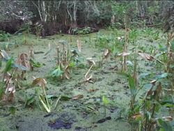 Prokaryotes: Archaea Instructional Video