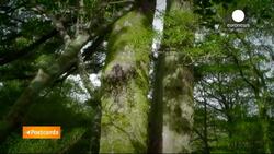Postcards from Japan: Hiking on Yakushima island News Clip