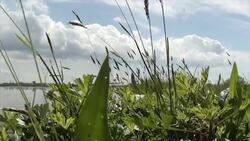 The Gift of Teff: Ethiopia's Contribution to the World Instructional Video