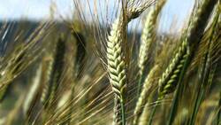 The Future of Small Family Farms Instructional Video